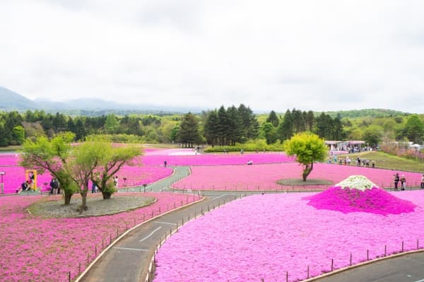 富士芝桜まつり　展望台からの景色